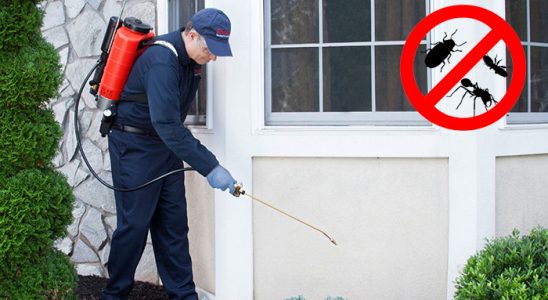 Güzelyalı Fare İlaçlama böcek ilaçlama ve haşere kontrolü — ilaclama-tr.com